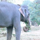 Konni Elephant1